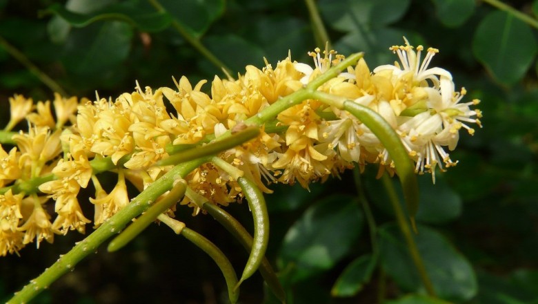 Cây Ràng ràng. Adenanthera pavonina L. var. microsperna - Cây Thuốc Nam Quanh Ta